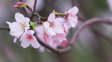 Kiraz çiçekleri çırpınan Rüzgar, Tokyo, Japonya