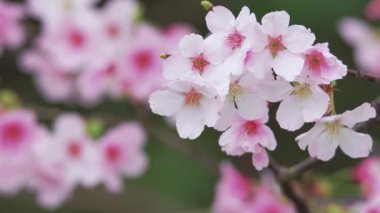 Kiraz çiçekleri çırpınan Rüzgar, Tokyo, Japonya
