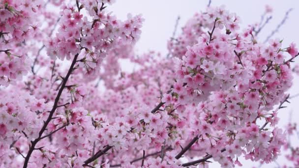 Fiori Ciliegio Che Svolazzano Nel Vento Tokyo Giappone — Video Stock