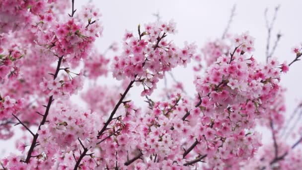 Flores Cerejeira Tremer Vento Tóquio Japão — Vídeo de Stock