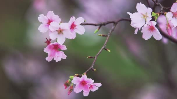 Вишня Цвітіння Розвіваються Вітрі Токіо Японія — стокове відео