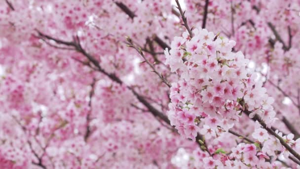 Flores Cerejeira Tremer Vento Tóquio Japão — Vídeo de Stock