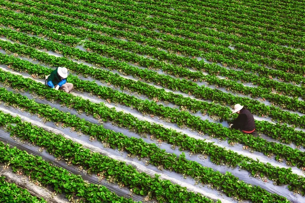 Les Agriculteurs Cueillant Des Fraises Fraîches Sur Ferme Fraises Biologiques — Photo