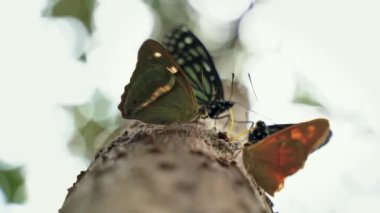 Kelebek doğada bir yaprak üzerinde