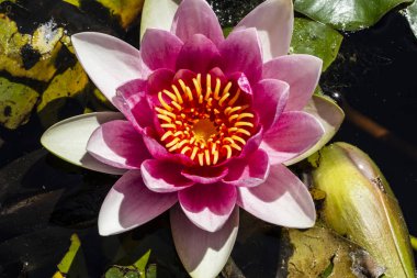 Pembe Nilüfer. Yakın çekim