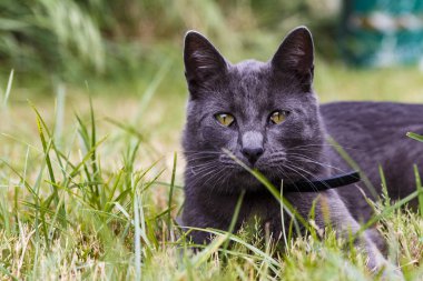 Aile içi koyu kahverengi kedi içinde belgili tanımlık bahçe evde istirahat