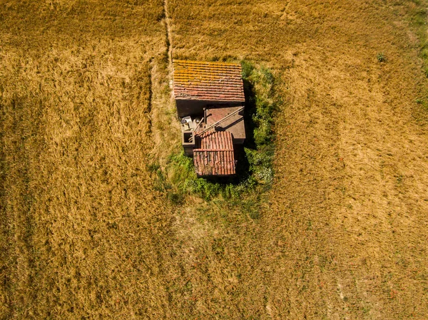 Ruined house in a wheel field. Aerial view.
