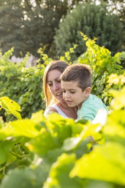 Güzel genç bir anne ile oğlu üzüm alanında vakit geçiriyor. Bir kadın çocuğunu üzüm alan taşır..