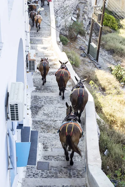 Burros Descendo Escadas Thira Santorini Grécia — Fotografia de Stock