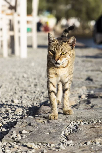 Adorable stray cat walking on the street