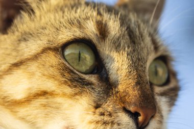 A yolunu yitirmek kedi portresi. Yakın çekim