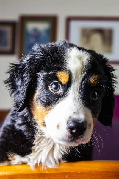 バーニーズ子犬を自宅の肖像画 — ストック写真