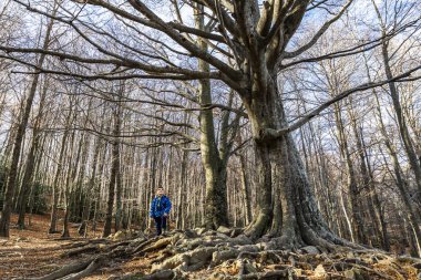 Büyük ağaç büyük kökleri ile yanındaki küçük çocuk