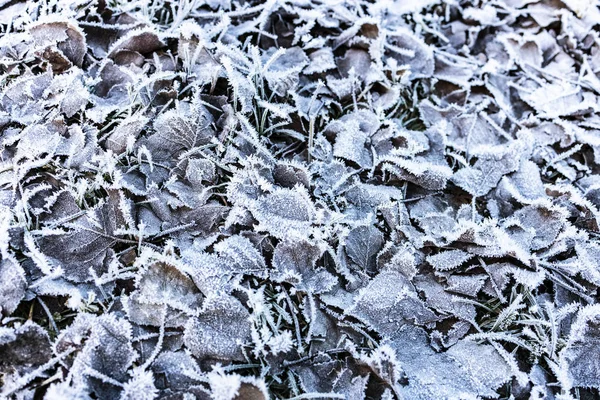 Kış Yere Donmuş Yapraklarda — Stok fotoğraf