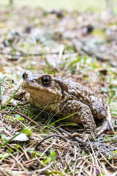 Uzavření portrétu ropucha podle povahy — Stock fotografie