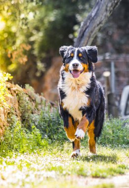 Bernese dağ köpeği bir alanda çalışan