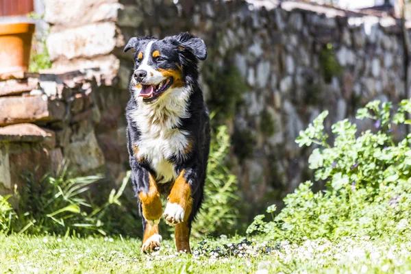 Bernese mountain dog running on a field — Stock Photo, Image