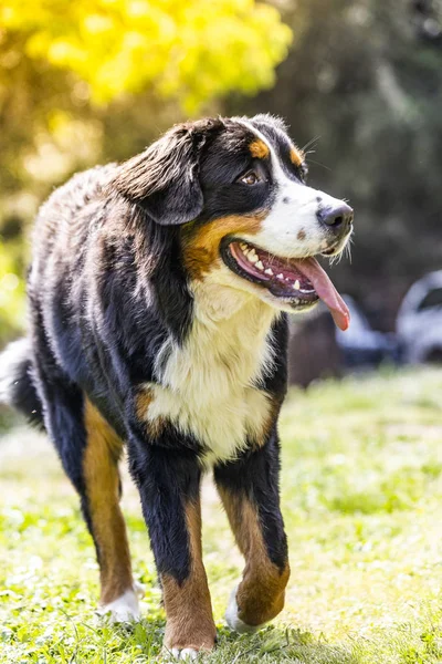 屋外のベルン山犬の肖像画。マウンテンドッグ. — ストック写真