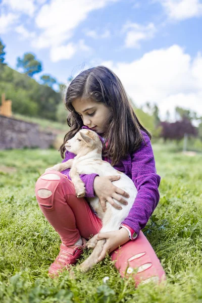 野原でヤギを抱きしめる小さな女の子 — ストック写真