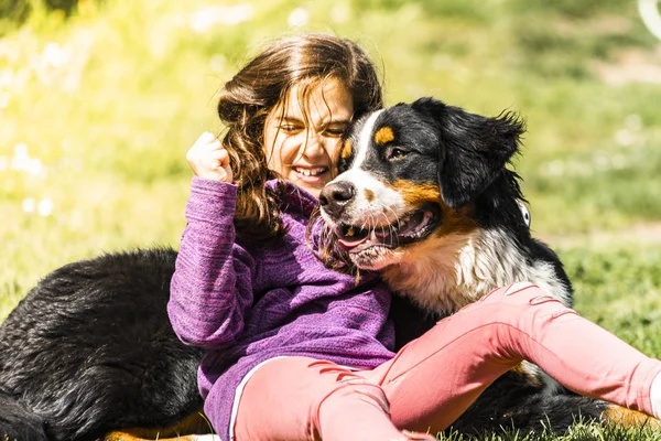 Bern'li dağ köpeği olan küçük kız