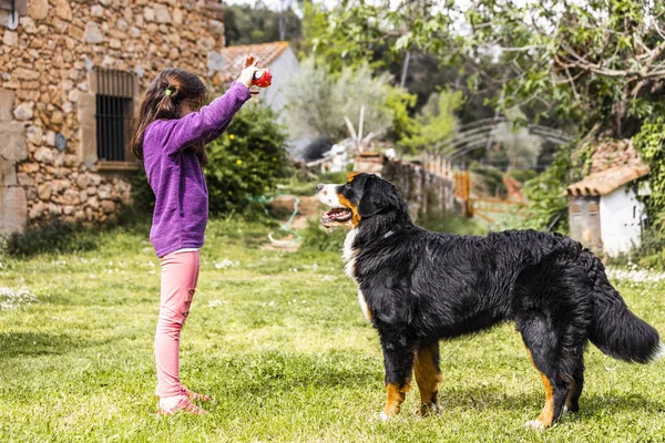 Little girl training a Bernese mountain dog — Stock Photo, Image