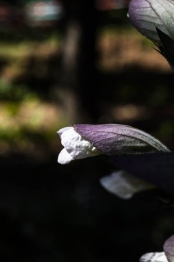 Koyu arka planlı Acanthus mollis tomurcuk 
