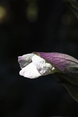 Koyu arka planlı Acanthus mollis tomurcuk 