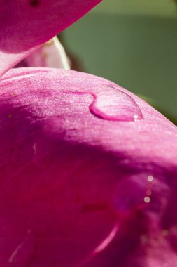 Damla su üzerinde pembe bir gül