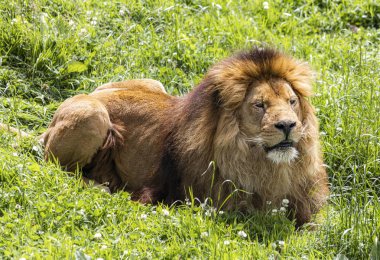 Afrika savanasında dinlenen bir erkek aslan.