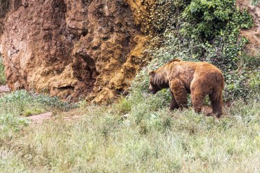 Pirinees dağlarında yalnız ayı