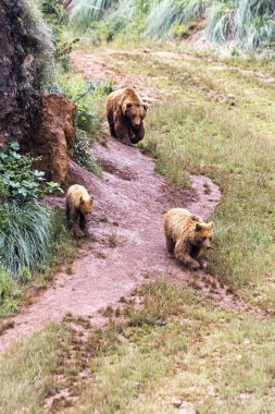 Pyrinees dağlarında ayılar grubu