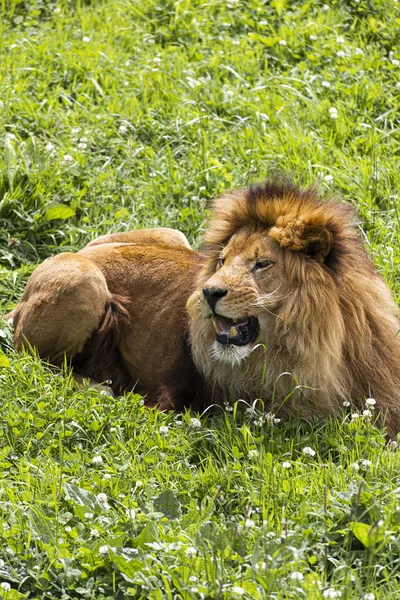 Ein männlicher Löwe, der in der afrikanischen Savanne ruht — Stockfoto