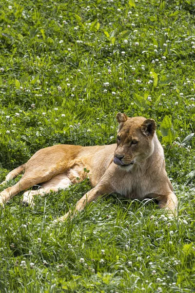 Ein Löwenweibchen in der afrikanischen Savanne — Stockfoto