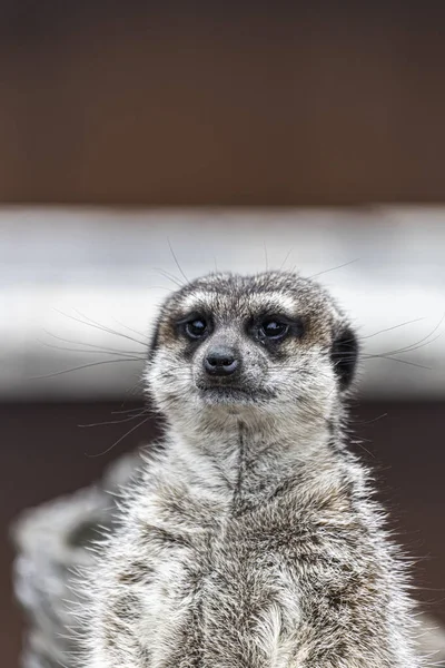 Portrait of a meerkat resting and watching — Stock Photo, Image