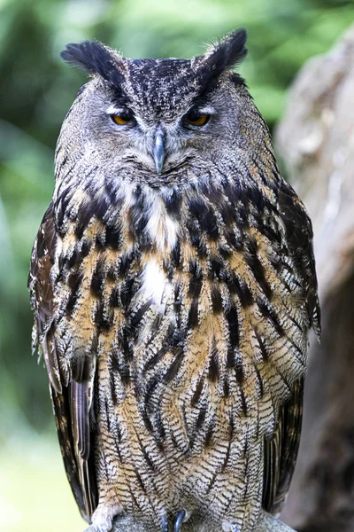 Portret van een koninklijke uil. Close-up. — Stockfoto