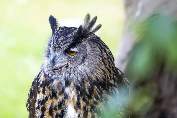 Portrait of a royal owl. Close up.