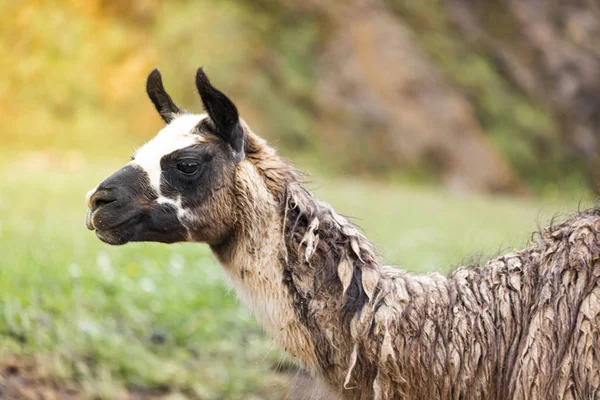 A loneliness llama on a Argentine Pampa — Stock Photo, Image