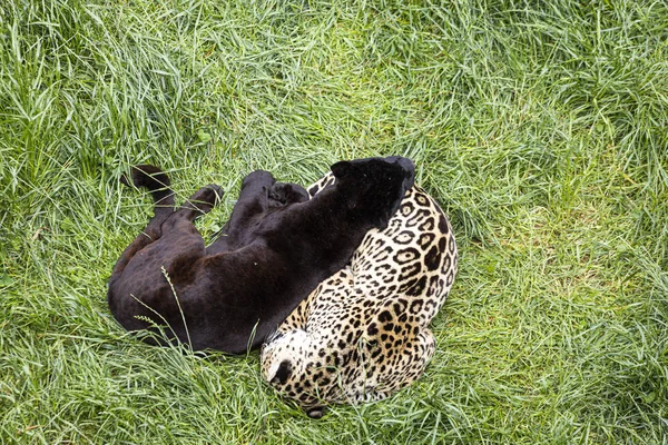 Zwei Jaguare ruhen und schlafen auf einem Gras — Stockfoto