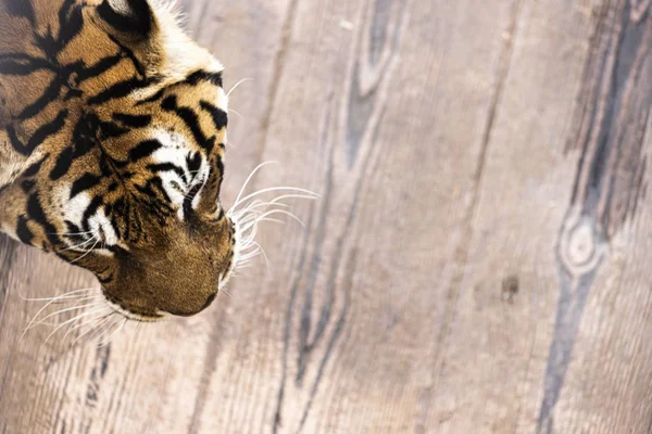 Luftaufnahme eines Tigerkopfes auf einem Käfig — Stockfoto