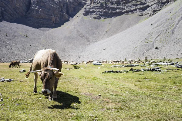 Beautiful cow on the mountaind of the Pyrenees