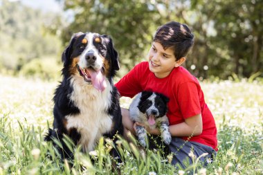 Bernese Dağ Köpeği ve köpeği olan bir çocuk.