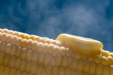 Üstünde bir parça erimiş tereyağı olan organik mısır koçanı. Mavi arkaplan.