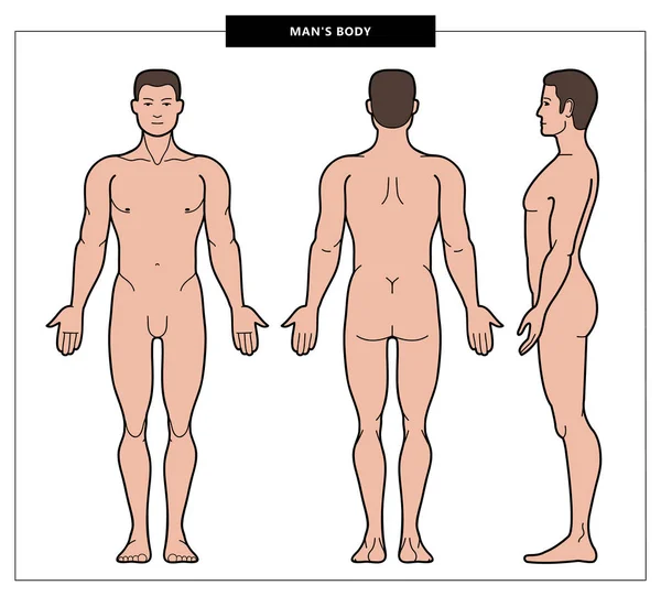 Ilustração do corpo do homem —  Vetores de Stock