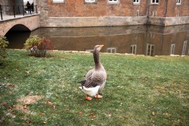 Nehir kenarındaki çimlerin üzerinde yürüyen kaz. Kalenin arka planına karşı.