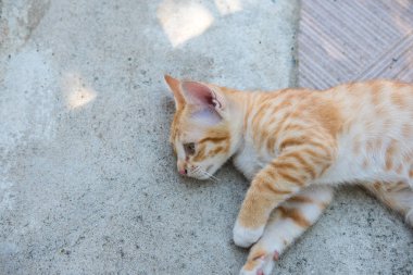 Tay turuncu ve beyaz kedi Kitty yerde döşeme yakın çekim