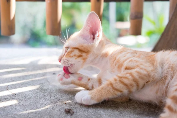Zbliżenie Tajski Pomarańczowy Biały Kot Kotek Układania Podłodze — Zdjęcie stockowe
