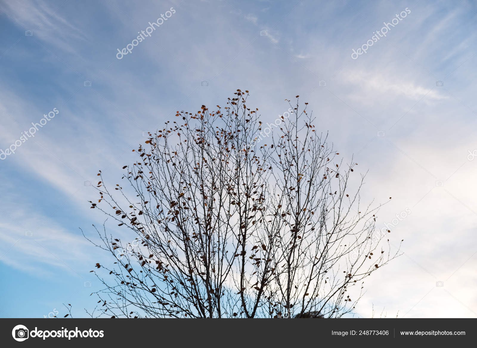 Branche Arbre Sans Feuilles Automne Hiver Avec Fond Ciel Image Libre De Droit Par Moomusician C Branche Arbre Sans Feuilles Automne Hiver Avec Fond Ciel Image Libre De Droit Par Moomusician C