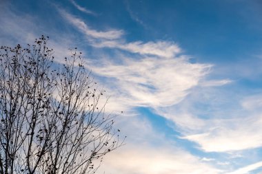 Ağaç dalı yaprakları, Sonbahar, kış olmadan. Gökyüzü arka plan ile