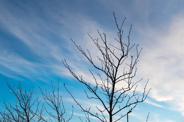 Дерево Гілка Листя Осінь Зима Фоном Неба — стокове фото