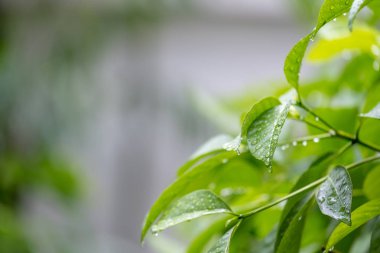 Yağmur yeşil bitki üzerinde sonra yağmur damlaları.